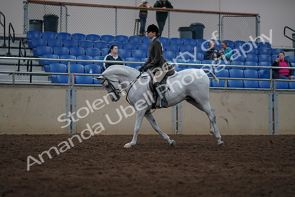 2019 Morgan Horse Show - Sept 01, 2019 - 08709