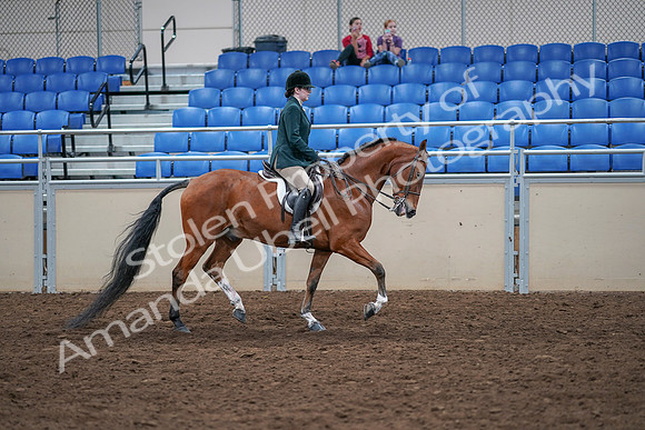 2020 - AB Morgan Horse - Sat, Sept 05 - 05115
