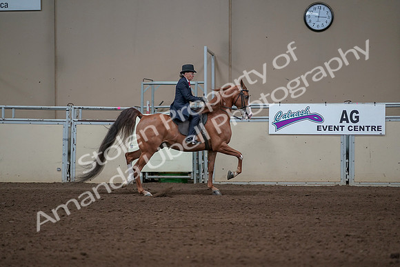 2019 Morgan Horse Show - Sept 01, 2019 - 12047