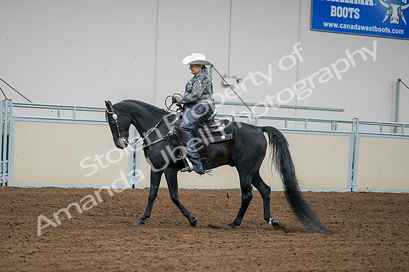 2020 - AB Morgan Horse - Fri, Sept 04 - 03606