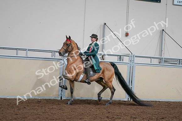 2020 - AB Morgan Horse - Sat, Sept 05 - 13684