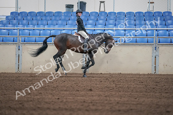 2019 Morgan Horse Show - Sept 01, 2019 - 03888