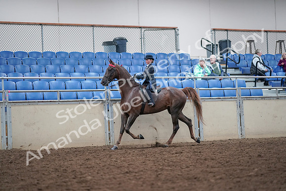 2019 Morgan Horse Show - Aug 30, 2019 - 17813