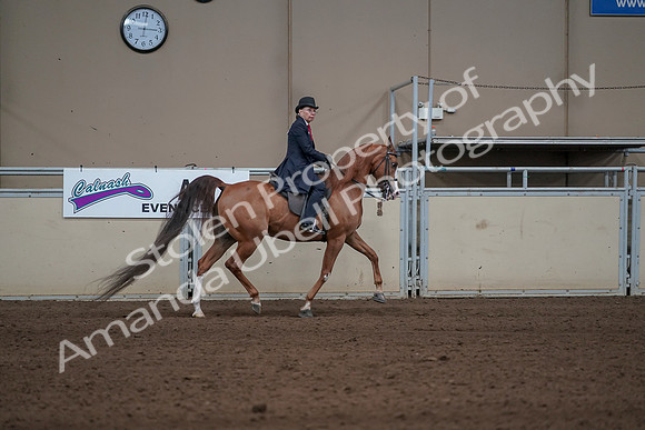 2019 Morgan Horse Show - Sept 01, 2019 - 12059