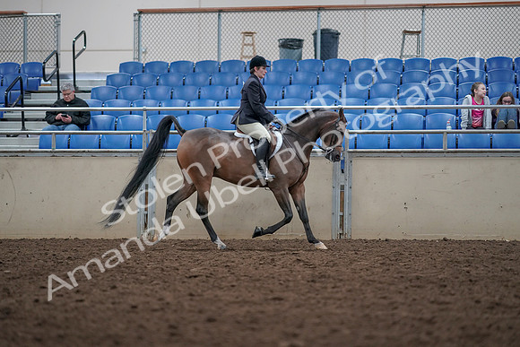 2019 Morgan Horse Show - Aug 31, 2019 - 16185