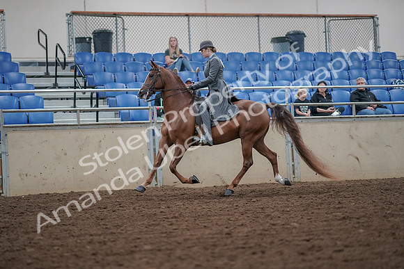 2019 Morgan Horse Show - Aug 30, 2019 - 15459