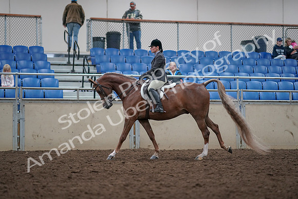 2019 Morgan Horse Show - Aug 31, 2019 - 16005