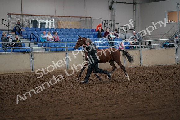 2019 Morgan Horse Show - Aug 30, 2019 - 25539