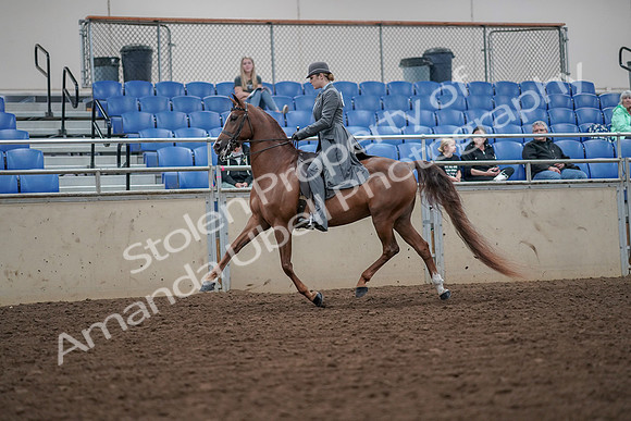 2019 Morgan Horse Show - Aug 30, 2019 - 15458
