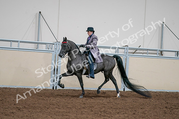 2020 - AB Morgan Horse - Sat, Sept 05 - 13708