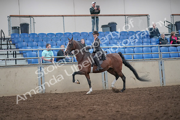 2019 Morgan Horse Show - Aug 31, 2019 - 08689