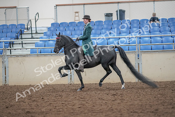 2019 Morgan Horse Show - Aug 30, 2019 - 15424