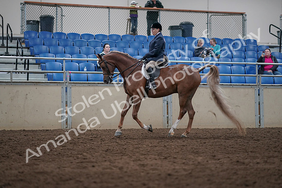 2019 Morgan Horse Show - Sept 01, 2019 - 08672