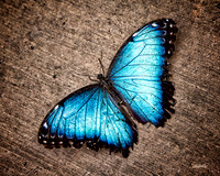 Insects - 012
