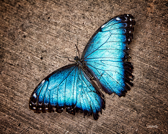 Insects - 012