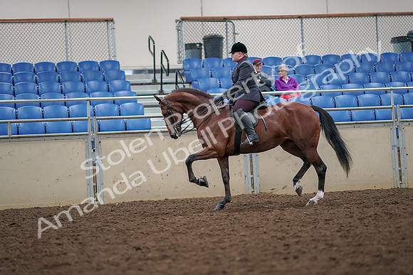 2019 Morgan Horse Show - Aug 30, 2019 - 20446