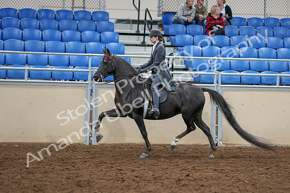 2020 - AB Morgan Horse - Sat, Sept 05 - 13733