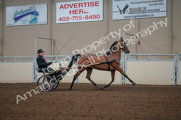 2019 Morgan Horse Show - Aug 30, 2019 - 13426