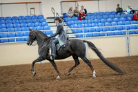 2020 - AB Morgan Horse - Sat, Sept 05 - 13585