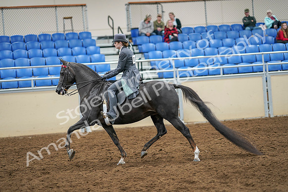 2020 - AB Morgan Horse - Sat, Sept 05 - 13585