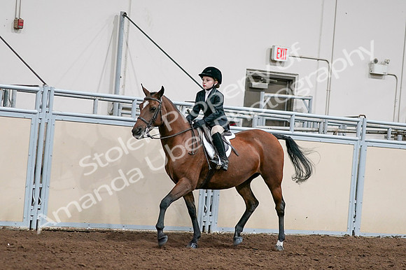 2020 - AB Morgan Horse - Fri, Sept 04 - 02043