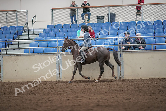 2019 Morgan Horse Show - Aug 31, 2019 - 07215