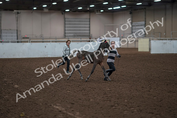 2019 Morgan Horse Show - Aug 31, 2019 - 00188