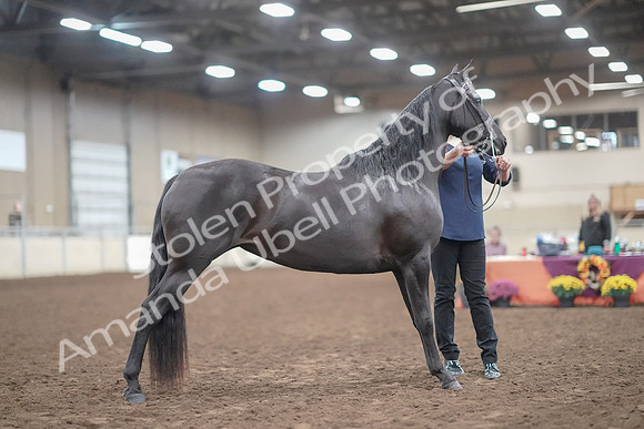 2019 Morgan Horse Show - Aug 31, 2019 - 00515