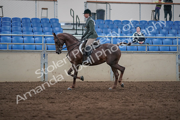 2019 Morgan Horse Show - Sept 01, 2019 - 08559