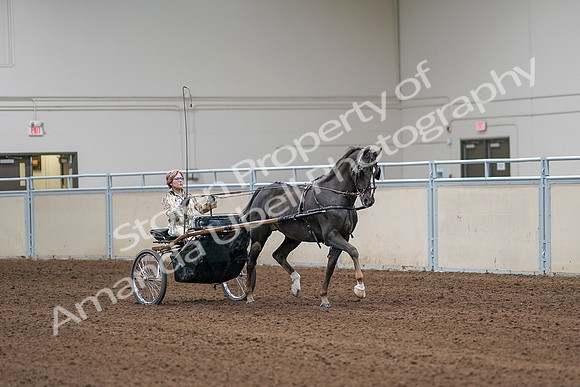 2020 - AB Morgan Horse - Sat, Sept 05 - 05913