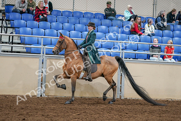 2020 - AB Morgan Horse - Sat, Sept 05 - 13593