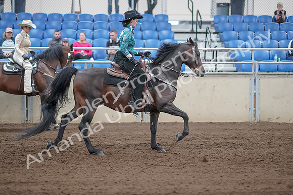 2019 Morgan Horse Show - Sept 01, 2019 - 07031