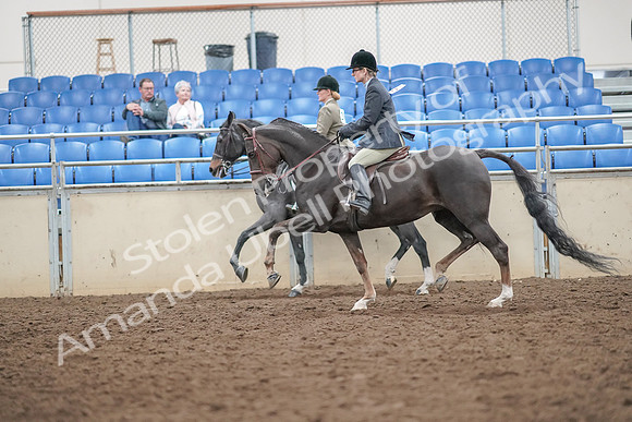 2019 Morgan Horse Show - Aug 30, 2019 - 20081