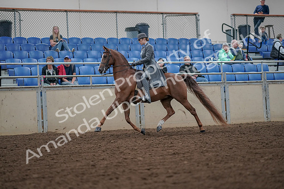 2019 Morgan Horse Show - Aug 30, 2019 - 15453