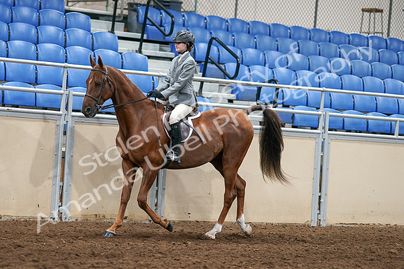 2020 - AB Morgan Horse - Fri, Sept 04 - 02957