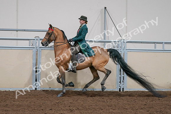 2020 - AB Morgan Horse - Sat, Sept 05 - 13810