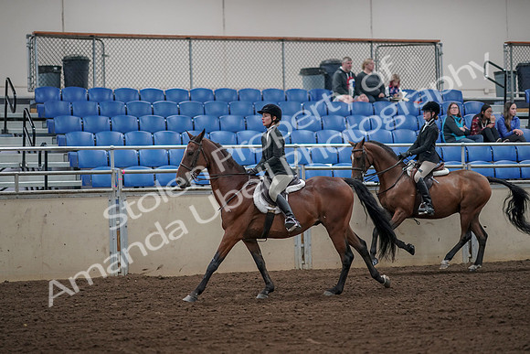 2019 Morgan Horse Show - Aug 31, 2019 - 05102