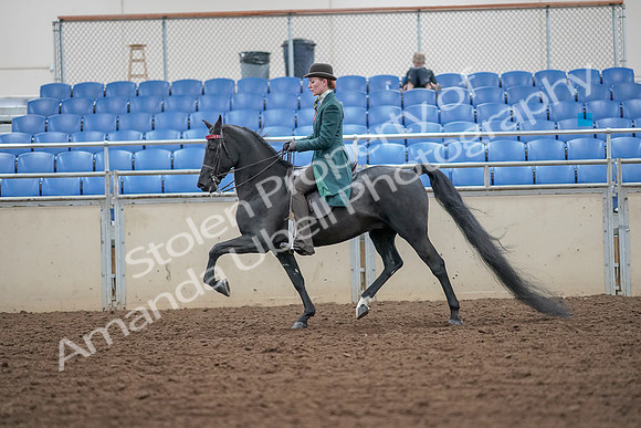 2019 Morgan Horse Show - Aug 30, 2019 - 15418