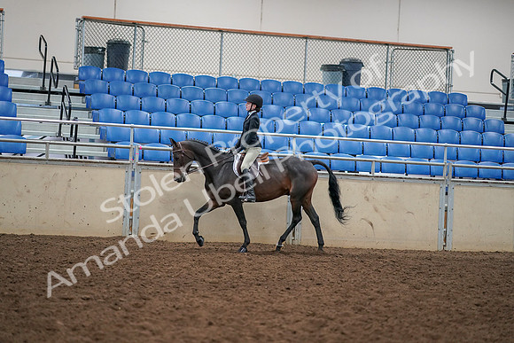 2019 Morgan Horse Show - Aug 30, 2019 - 12261