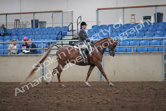 2019 Morgan Horse Show - Aug 31, 2019 - 16073
