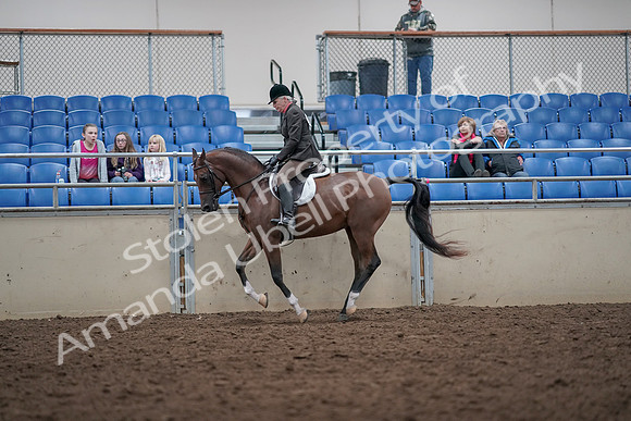 2019 Morgan Horse Show - Aug 31, 2019 - 16031
