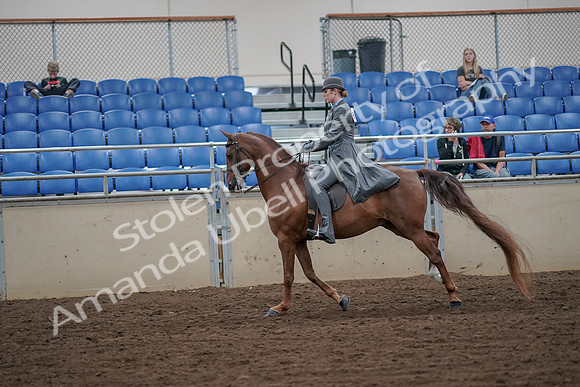 2019 Morgan Horse Show - Aug 30, 2019 - 15573