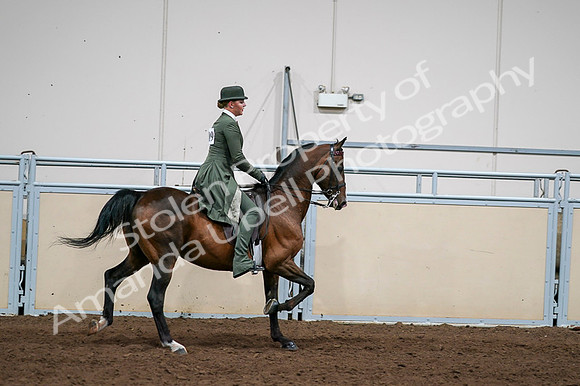 2020 - AB Morgan Horse - Fri, Sept 04 - 03394
