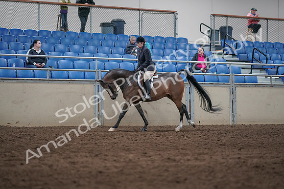 2019 Morgan Horse Show - Sept 01, 2019 - 08714