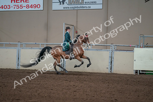 2019 Morgan Horse Show - Sept 01, 2019 - 13377