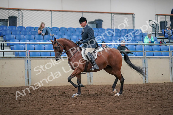 2019 Morgan Horse Show - Aug 30, 2019 - 16120