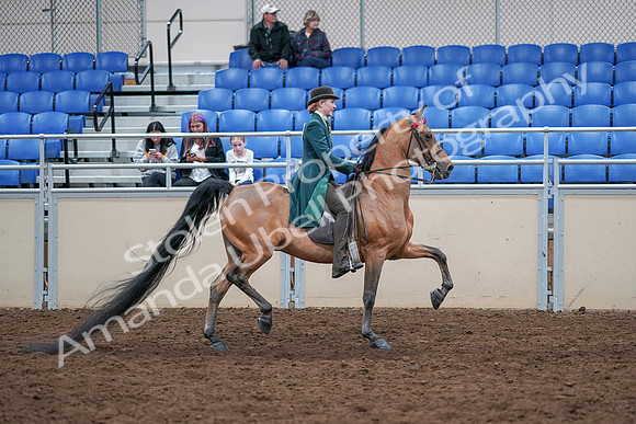2020 - AB Morgan Horse - Sat, Sept 05 - 13897