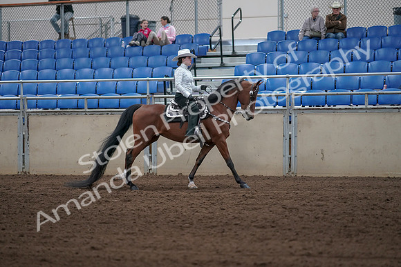2019 Morgan Horse Show - Sept 01, 2019 - 07040