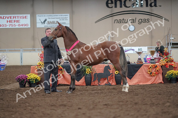 2019 Morgan Horse Show - Aug 31, 2019 - 00291