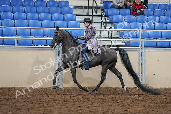 2020 - AB Morgan Horse - Sat, Sept 05 - 13617